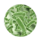 Bacillus-Subtilis-Protease
