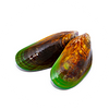 Grünlippmuschel