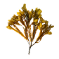 Braunalge (Ascophyllum nodosum)