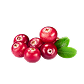 Cranberry-Extrakt