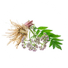 Baldrianwurzel